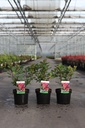 Cotinus coggygria SMOKEY JOE (PBR) cont. 3,6L 30-40 cm +p