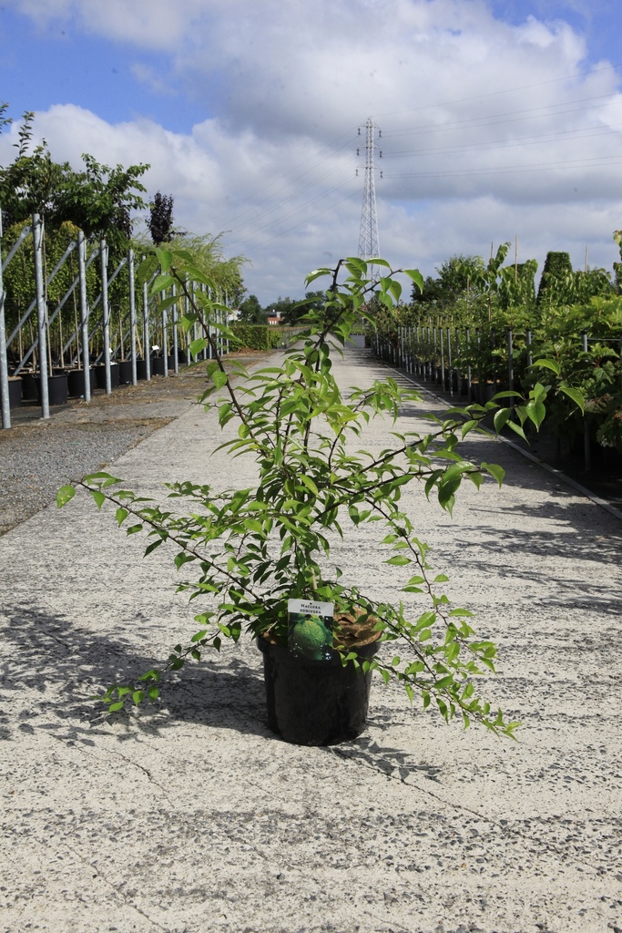 [P] Maclura pomifera cont. 10L 80-100 cm +ф