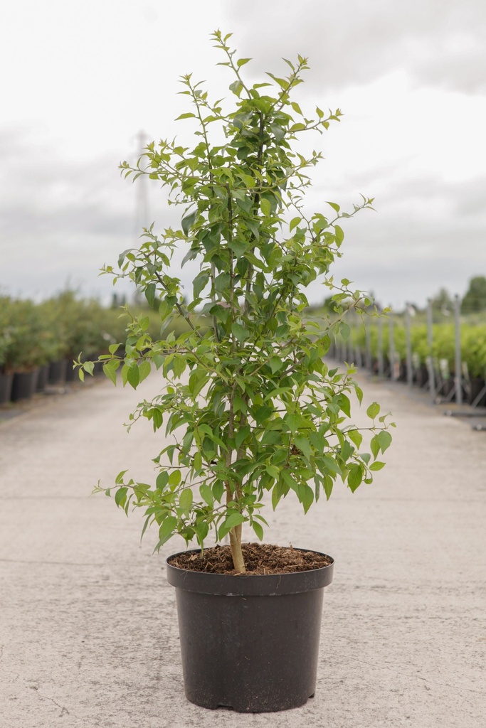 Maclura pomifera cont. 10L 80-100 cm +ф