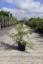 Maclura pomifera cont. 10L 80-100 cm +p