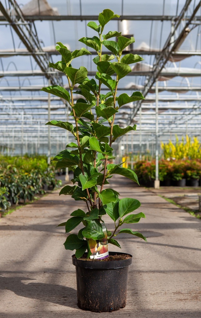 Magnolia 'Sunsation' cont. 10L 80-100 cm +p