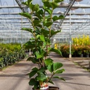 Magnolia 'Sunsation' cont. 10L 80-100 cm +p