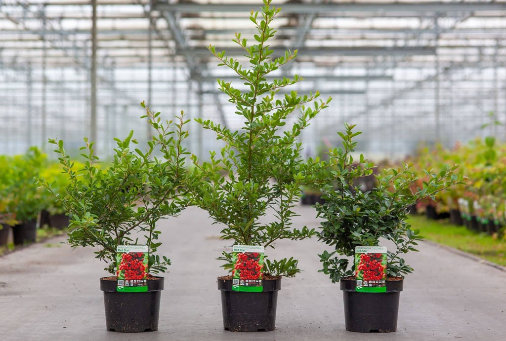 Pyracantha coccinea 'Red Star' (PBR) cont. 3,6L 40-50 cm +B