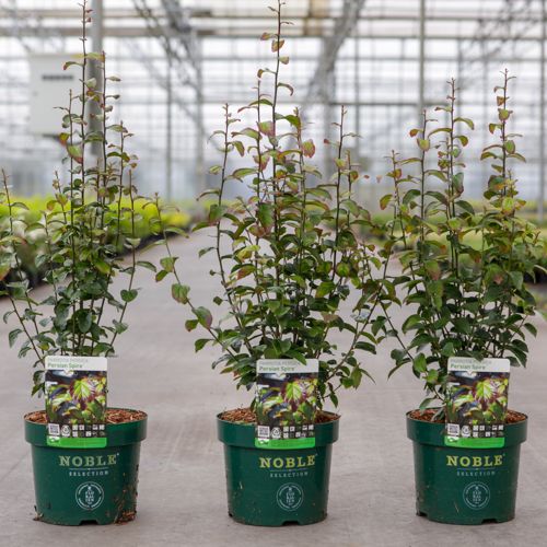 [P] Parrotia persica PERSIAN SPIRE (PBR) cont. 3,6L 40-50 cm +ф