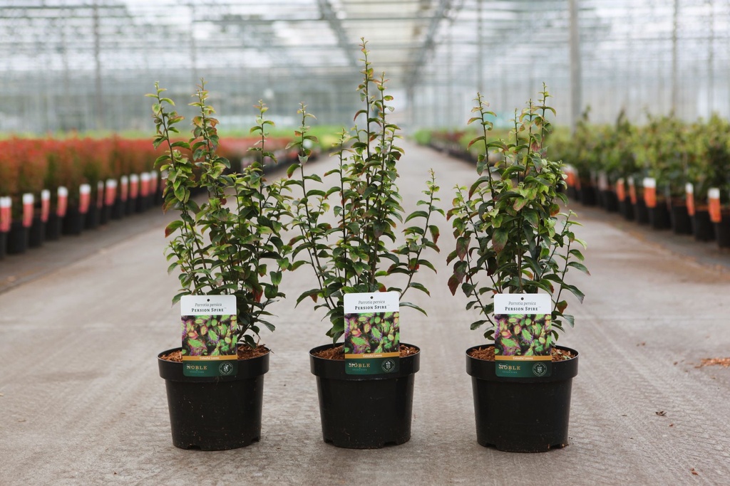 Parrotia persica PERSIAN SPIRE (PBR) cont. 3,6L 40-50 cm +B