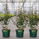 Parrotia persica PERSIAN SPIRE (PBR) cont. 3,6L 40-50 cm +p