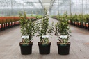 Parrotia persica PERSIAN SPIRE (PBR) cont. 3,6L 40-50 cm +p