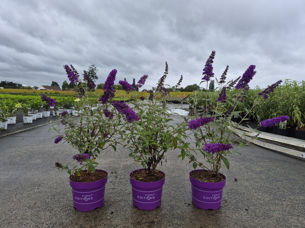 [P] Buddleja davidii First Editions® 'Psychedelic Sky' cont. 3,6L deco 30-40 cm +f