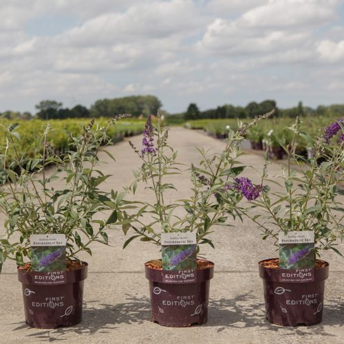 [P] Buddleja davidii First Editions® 'Psychedelic Sky' cont. 3,6L deco 30-40 cm +p