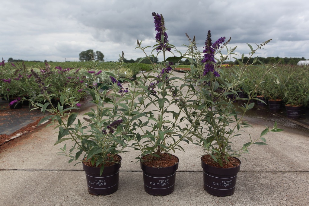 [P] Buddleja davidii First Editions® 'Psychedelic Sky' cont. 3,6L deco 30-40 cm +p