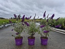 Buddleja davidii First Editions® 'Psychedelic Sky' cont. 3,6L deco 30-40 cm +f