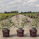 Buddleja davidii First Editions® 'Psychedelic Sky' cont. 3,6L deco 30-40 cm +p