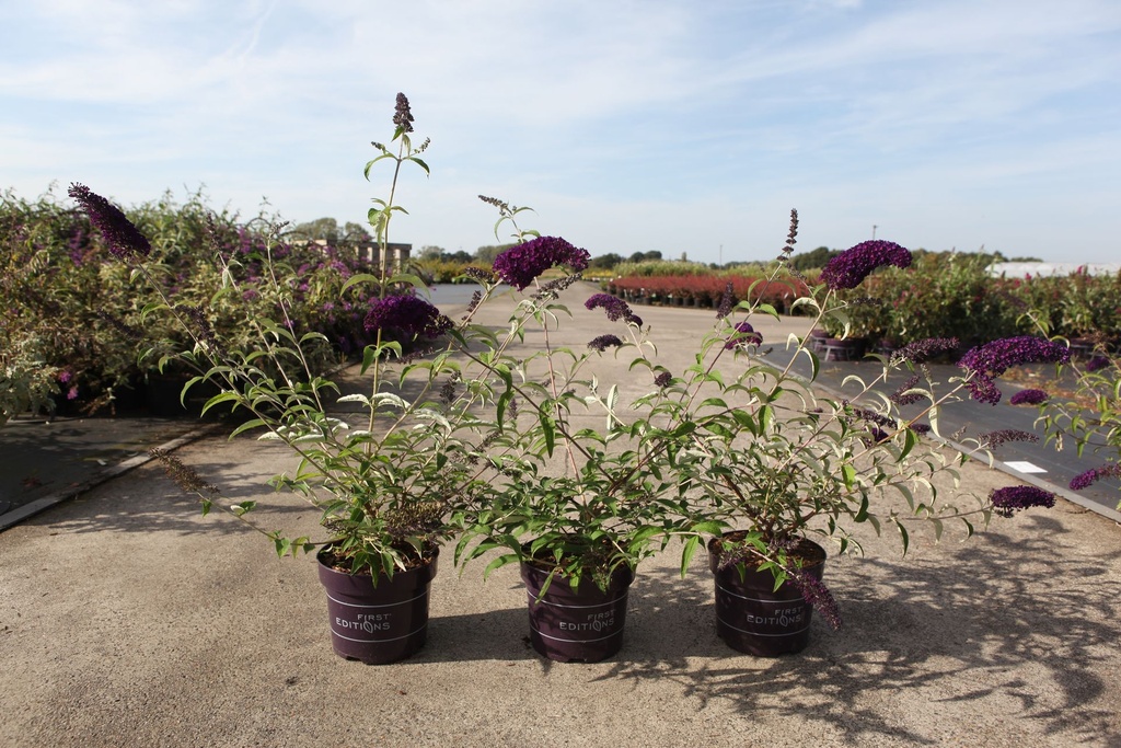 [P] Buddleja davidii First Editions® 'Groovy Grape' cont. 3,6L deco 30-40 cm +ф