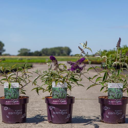 Buddleja davidii First Editions® 'Groovy Grape' cont. 3,6L deco 30-40 cm +B