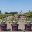 Buddleja davidii First Editions® 'Groovy Grape' cont. 3,6L deco 30-40 cm +B