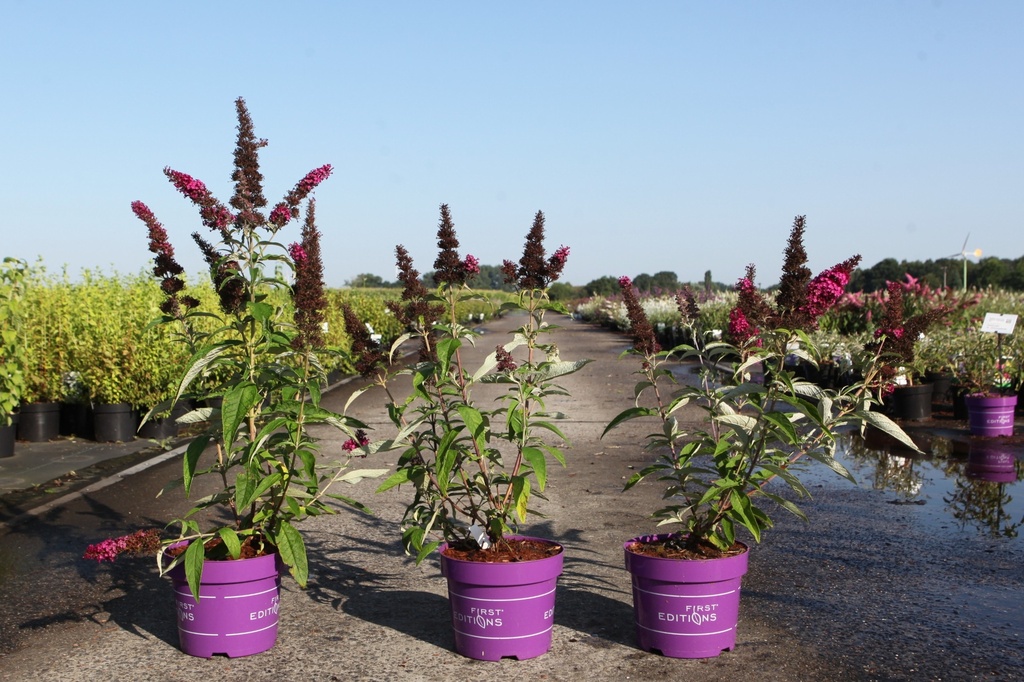 [P] Buddleja davidii First Editions® 'Funky Fuchsia' cont. 3,6L deco 30-40 cm +B