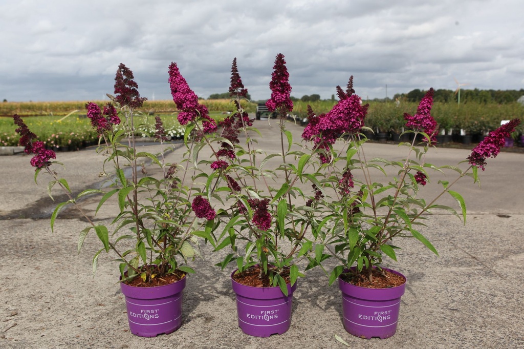 Buddleja davidii First Editions® 'Funky Fuchsia' cont. 3,6L deco 30-40 cm +p