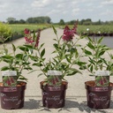 Buddleja davidii First Editions® 'Funky Fuchsia' cont. 3,6L deco 30-40 cm +B