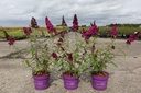 Buddleja davidii First Editions® 'Funky Fuchsia' cont. 3,6L deco 30-40 cm +p