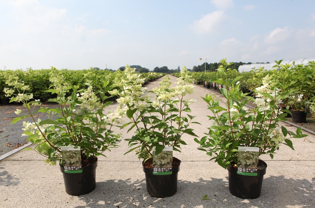 Hydrangea paniculata CONFETTI (PBR) cont. 3,6L 40-50 cm +p