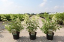 Hydrangea paniculata CONFETTI (PBR) cont. 3,6L 40-50 cm +p
