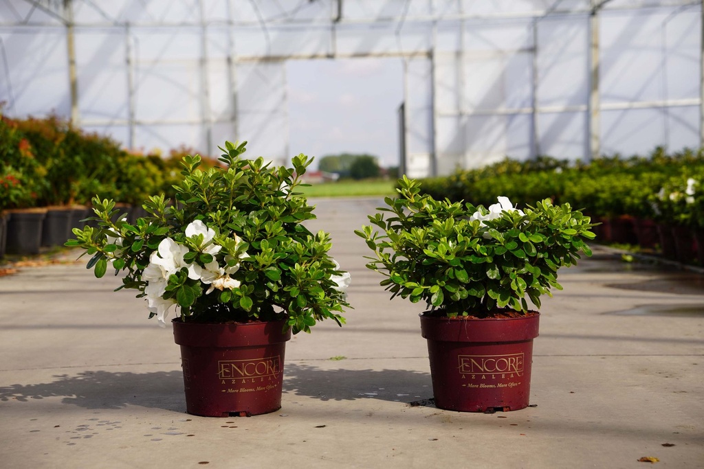 [P] Rhododendron (AJ) Encore® PURE WHITE (PBR) cont. 3L 25-30 cm +f