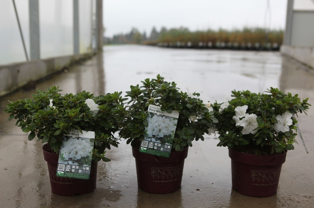 [P] Rhododendron (AJ) Encore® PURE WHITE (PBR) cont. 3L 25-30 cm +p