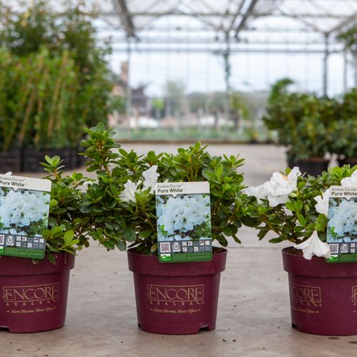 Rhododendron (AJ) Encore® PURE WHITE (PBR) cont. 3L 25-30 cm +p