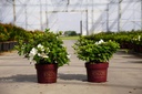 Rhododendron (AJ) Encore® PURE WHITE (PBR) конт. 3L 25-30 cm +ф