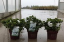 Rhododendron (AJ) Encore® PURE WHITE (PBR) cont. 3L 25-30 cm +f
