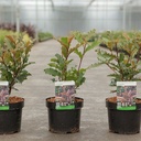 Photinia serratifolia CRUNCHY (PBR) cont. 3,6L 40/+ cm +B