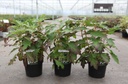 Hydrangea quercifolia ICE CRYSTAL (PBR) cont. 3,6L 30-40 cm +p