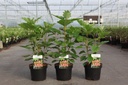 Hydrangea quercifolia 'Amethyst' cont. 3,6L 30-40 cm +p