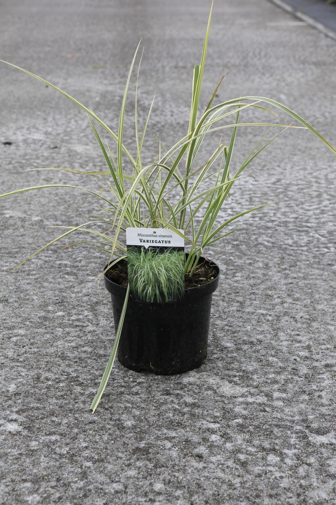 Miscanthus sinensis 'Variegatus' cont. 4L +f