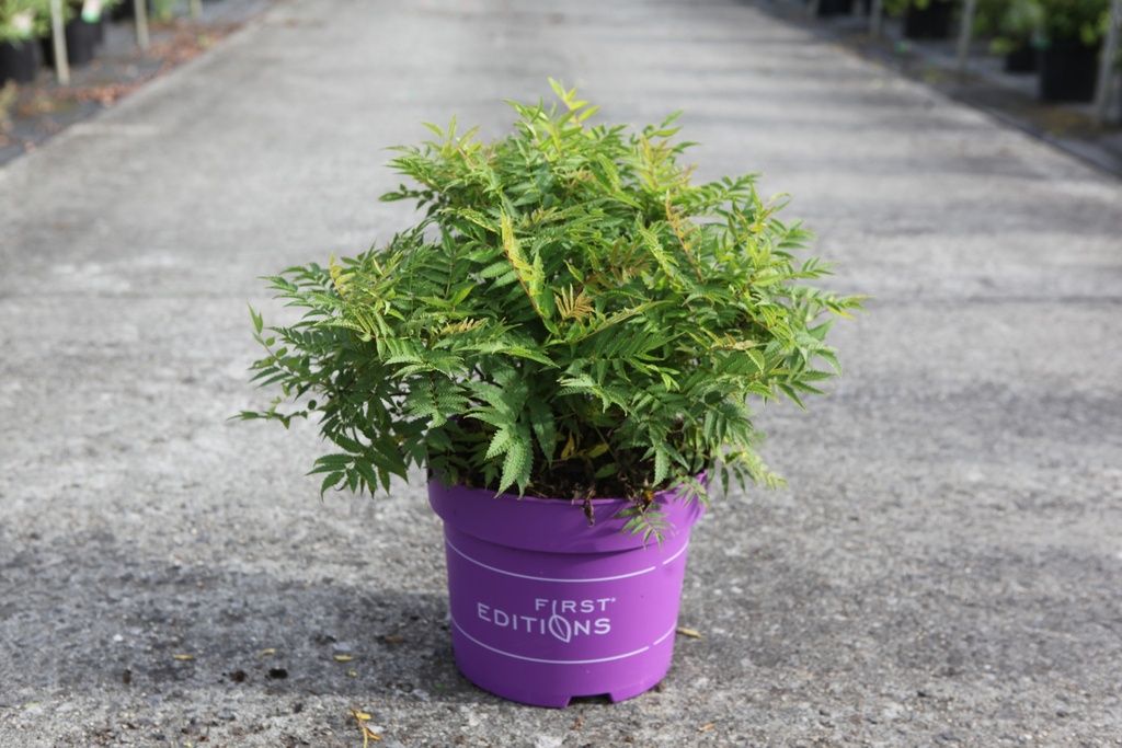 Sorbaria sorbifolia First Editions® MATCHA BALL (PBR) Kont. 10L Deko 50-60 cm +B
