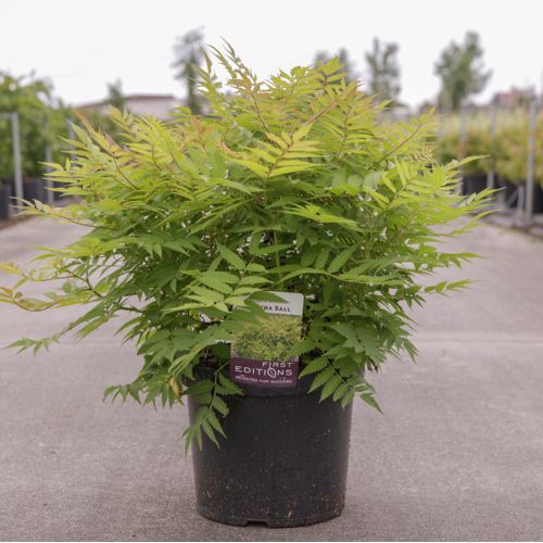[P] Sorbaria sorbifolia First Editions® MATCHA BALL (PBR) cont. 10L déco 50-60 cm +p