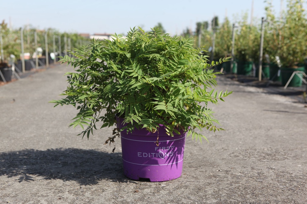 [P] Sorbaria sorbifolia First Editions® MATCHA BALL (PBR) cont. 10L deco 50-60 cm +B