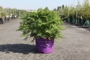 Sorbaria sorbifolia First Editions® MATCHA BALL (PBR) cont. 10L deco 50-60 cm +ф