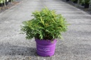 Sorbaria sorbifolia First Editions® MATCHA BALL (PBR) cont. 10L deco 50-60 cm +f
