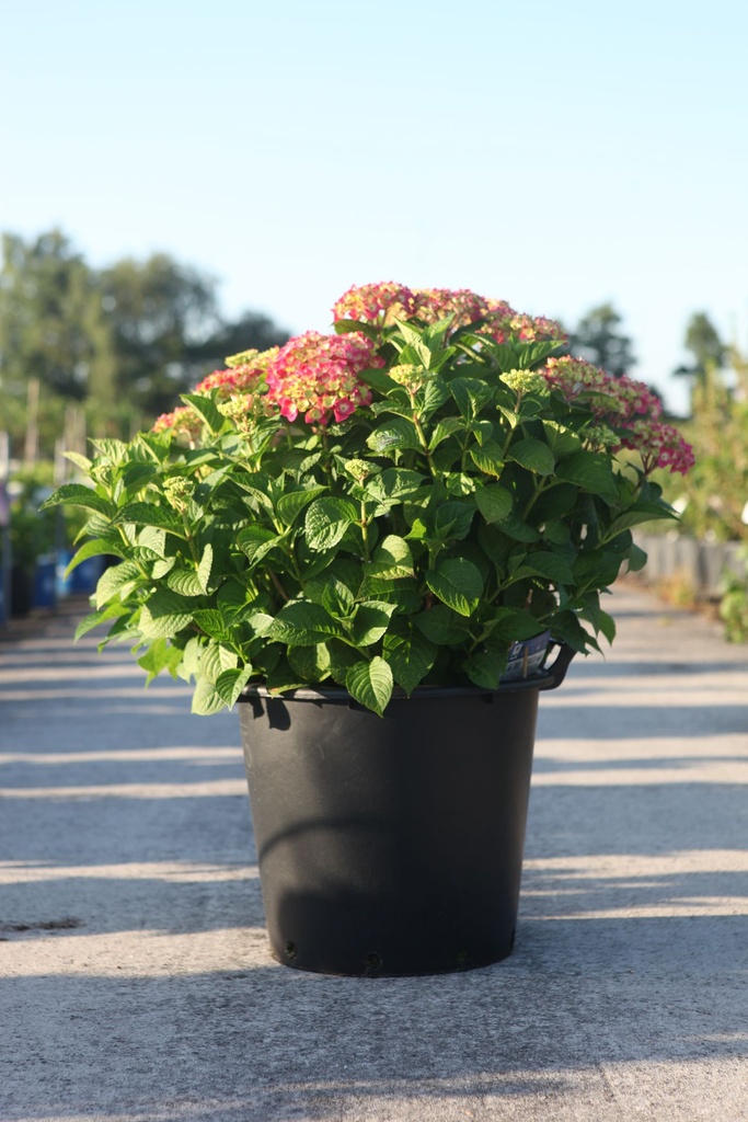 [P] Hydrangea macrophylla Endless Summer® SUMMER LOVE® (PBR) cont. 35L +p