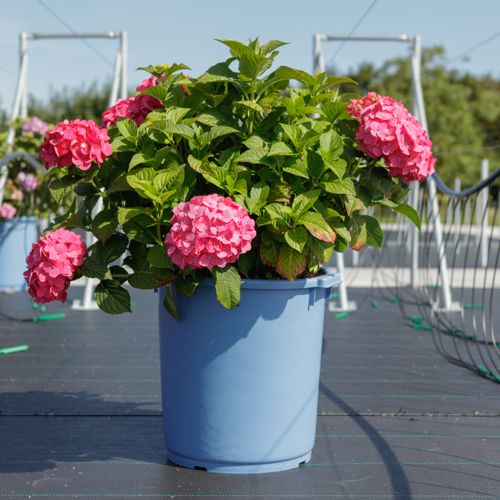 [P] Hydrangea macrophylla Endless Summer® SUMMER LOVE® (PBR) cont. 35L +p