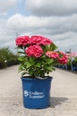 Hydrangea macrophylla Endless Summer® SUMMER LOVE® (PBR) cont. 35L +p