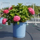 Hydrangea macrophylla Endless Summer® SUMMER LOVE® (PBR) cont. 35L deco +ф