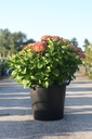 Hydrangea macrophylla Endless Summer® SUMMER LOVE® (PBR) cont. 35L deco +f