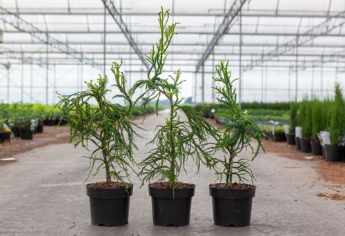 Cryptomeria japonica 'Kyara Gold' (PBR) cont. 3L 20-25 cm