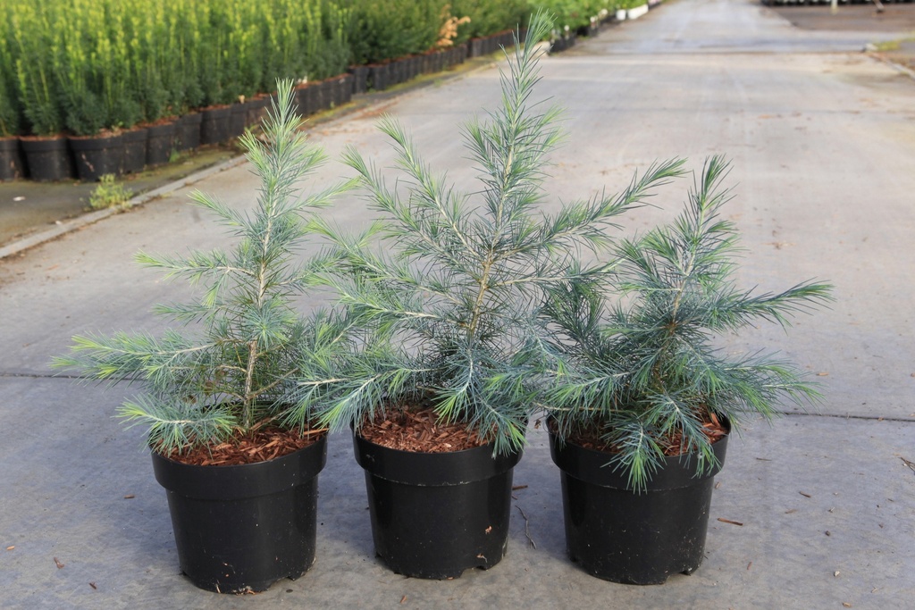 Cedrus deodara cont. 3L 60-80 cm +f