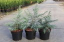 Cedrus deodara cont. 3L 60-80 cm +f