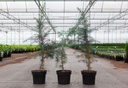 Cedrus deodara cont. 3L 60-80 cm +p