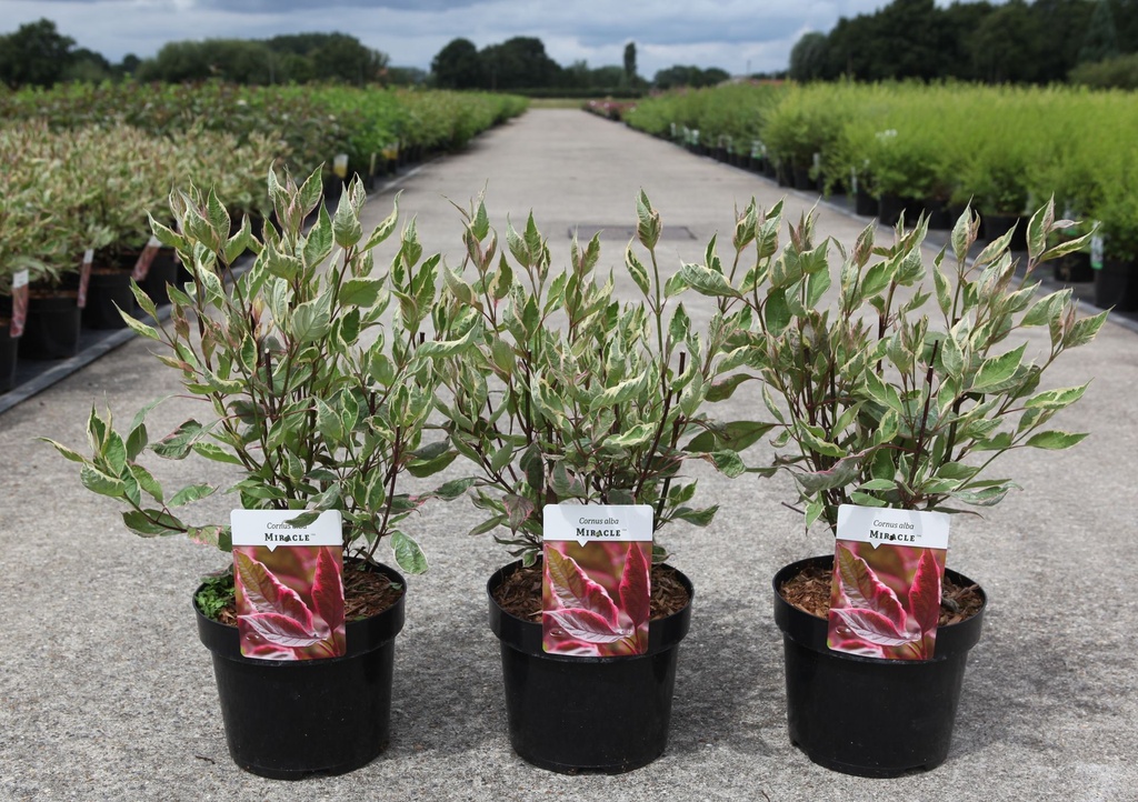 Cornus alba MIRACLE (PBR) cont. 3,6L 50-60 cm +p