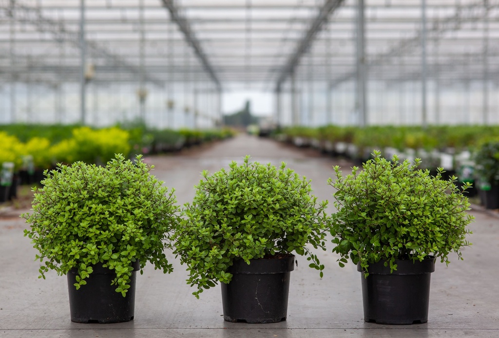 Pittosporum tenuifolium 'Midget' cont. 3L 25-30 cm +ф